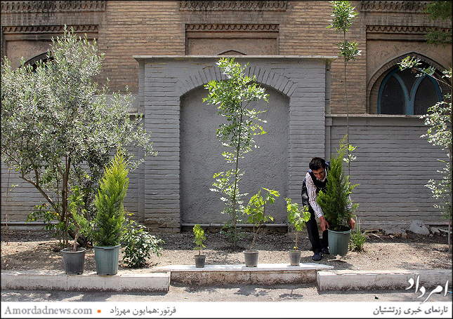  نیکوکاران درخت سروی در مدرسه دبستان گیو کاشته میشود